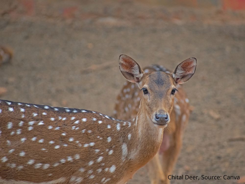 Jacopo Bartholomew, Chital Deer Canva